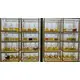 6ML PICK YOUR FRAGRANCE